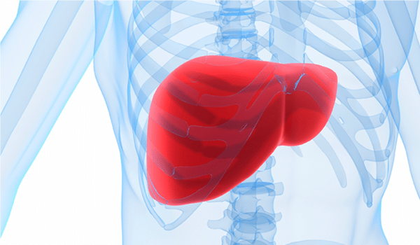 liver