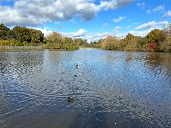 millpond